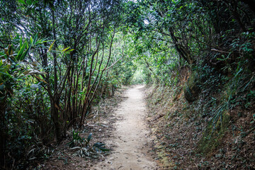 Serene Forest Pathway Surrounded by Tall Trees and Lush Greenery