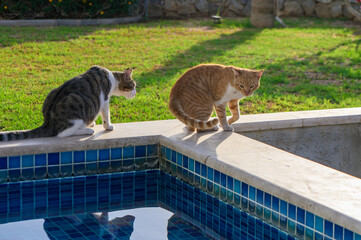 Two Curious Cats Explore the Edge of a Tranquil Swimming Pool on a Sunny Afternoon in a Lush Garden Setting