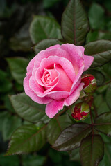 beautiful long-haired red-haired teenage girl dressed in black clothes, jeans and a long sleeve plays the piano, looks into the frame, there are notes and fingers run over the keys of the instrument, 