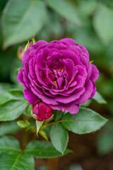 beautiful purple lilac rose gently blossomed with delicate petals, green leaves and young beautiful rose buds