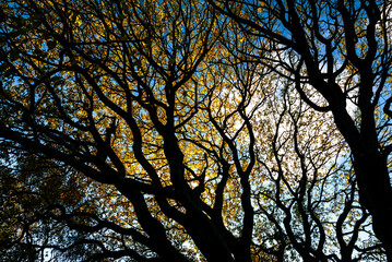 tree in a public park in Reykjavík, Iceland