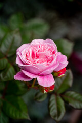 beautiful peony pink rose with three centers gently blossomed with delicate petals, green leaves