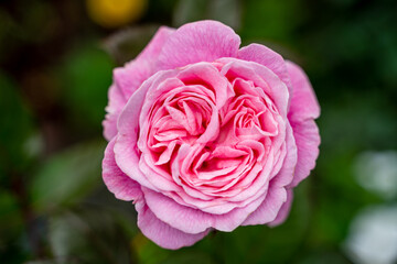 beautiful peony pink rose with three centers gently blossomed with delicate petals, green leaves