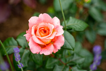 a beautiful peachy pink rose gently blossomed with delicate petals, green leaves and sprigs of purple lavender warmed by the wind in the frame