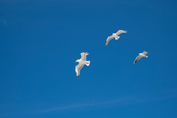 Three seagulls are flying in the blue sky
