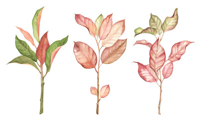 Watercolor botany illustration - autumnn leaves. Hand painted aquarelle detailed leaves on twigs, on white background. Fall leaves botanical drawing for invitations, greeting cards