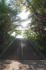 Obraz premium a set of stairs with a green tree in the background.