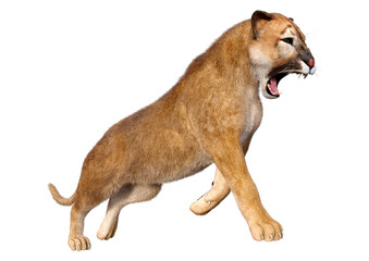 3D Rendering Big Cat Puma on White
