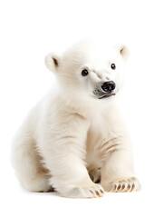 Obraz premium Cute baby polar bear, isolated on white background 