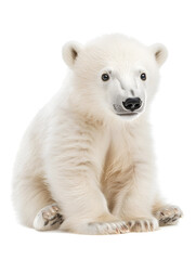 Cute baby polar bear, isolated on white background	