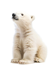 Cute baby polar bear, isolated on white background	