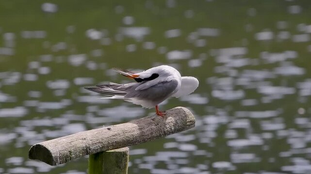 Common Tern Preening its Feathers