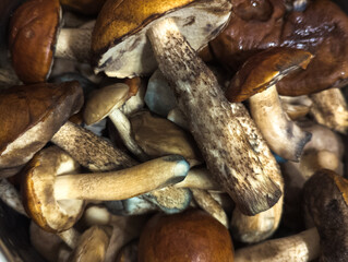 Picked orange-capped and brown cap boletus are prepared for cooking.