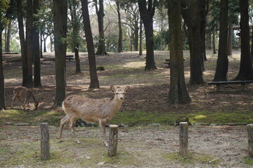 deer in the nara japan. wildlife. deer in park