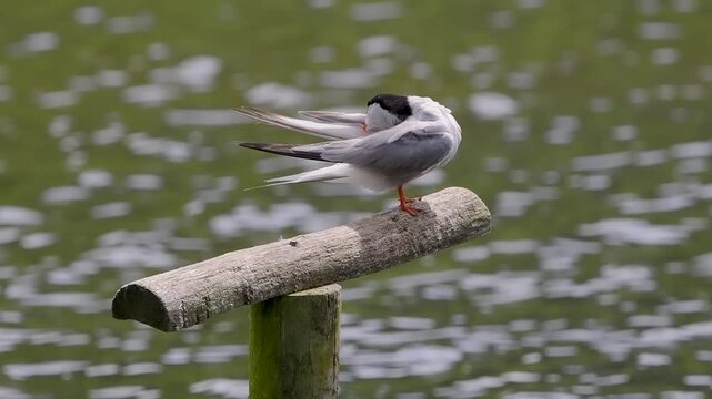 Common Tern Preening its Feathers