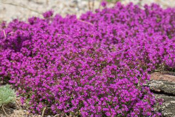 Roter Sand-Thymian (Coccineus)