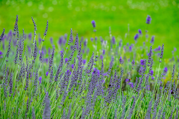 grass and flowers