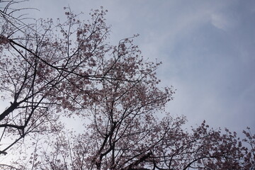 cherry blossoms in Japan. beautiful spring tree with blue sky. beautiful botanical shot, natural wallpaper