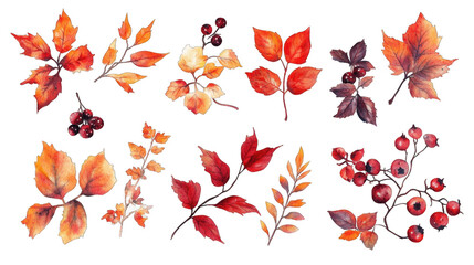 Collection of PNG. Autumn leaves, berry watercolor, isolated on a transparency background.