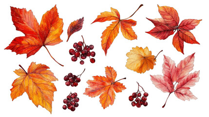 Fototapeta premium Collection of PNG. Autumn leaves, berry watercolor, isolated on a transparency background.