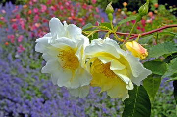 white and yellow roses in a garden