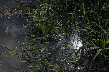 Mess of twigs and branches falling into a lake in the British countryside.