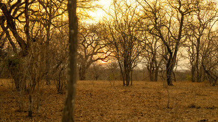 Obraz premium Landschaftsbild - Sonnenuntergang im Krüger National Park - Kruger Nationalpark Südafrika