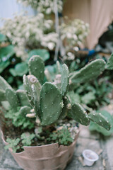 A small decorative cactus plant in a pot, showcasing its unique spiky structure