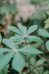 A small cassava tree growing with its distinct green leaves and slender stem