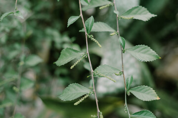 Close-up video of Cat's Whiskers plant or Orthosiphon aristatus leaves,