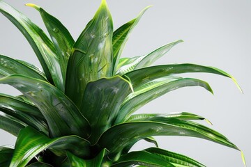 Pineapple leaves isolated