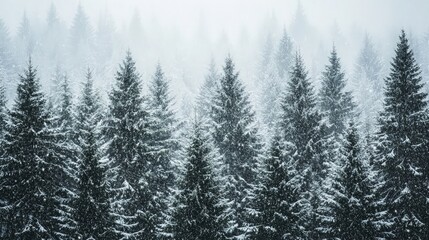 Tall pine trees covered in snow stand in a dense forest, with falling snow creating a soft, blurred background.