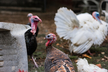 A white huge turkey with a big beard, snot and a blue growth on his head. A close-up image of a turkey in a poultry yard. domestic free range turkeys, hens and chickens are walking around