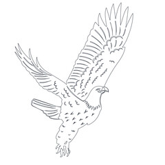 bird flaps its wings, outline sketch, vector
