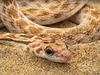 Close-up image of a red-spotted royal snake with a coiled body and head resting on sand under even diffused lighting