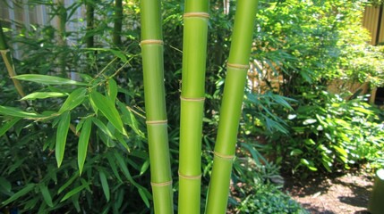 Obraz premium Lush Green Bamboo Stalks in Natural Garden Setting
