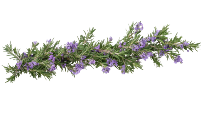 Lavender flowers isolated on a white background, showcasing their purple blooms and delicate petals, capturing the essence of spring and nature - Powered by Adobe