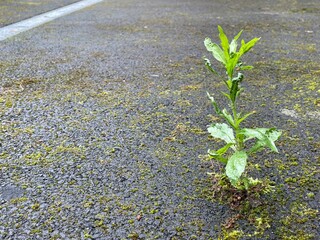 Lone healthy plant growing through tarmac on road surface in a city