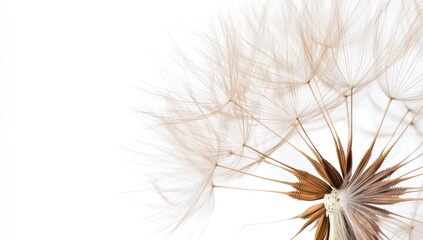 Dandelion Seed Head Close Up