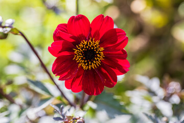 Close up of dahlia flower and bumblebee in garden