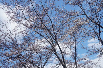 cherry blossoms in Japan. beautiful spring tree with blue sky. beautiful botanical shot, natural wallpaper