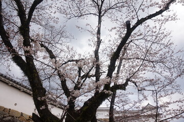 cherry blossoms in Japan. beautiful spring tree with blue sky. beautiful botanical shot, natural wallpaper