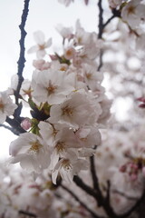 beautiful botanical shot, natural wallpaper. flower blooming in a garden