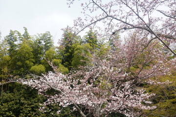beautiful botanical shot, natural wallpaper. flower blooming in a garden