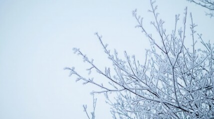 Close-up of frost-covered tree branches against a blue sky.
