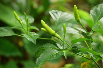 Cayenne pepper thrives in grandmas garden