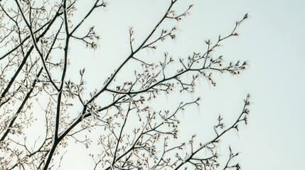 Close-up of bare tree branches against a clear sky.