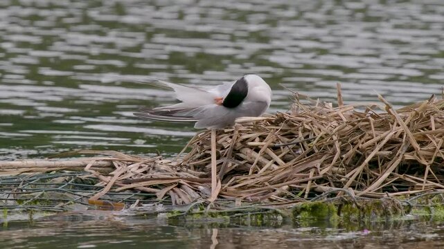 Common Tern Preening its Feathers