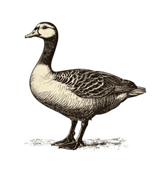 透明な背景に刻まれたガチョウのビンテージ スタイル ベクトル PNG イラスト、自然をテーマにしたデザイン、野生動物アート、ビンテージ装飾に最適です。