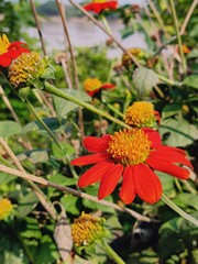 Mexican sunflower, Tithonia rotundifolia yield dozens of showy daisy-like blooms in fiery shades of red, orange